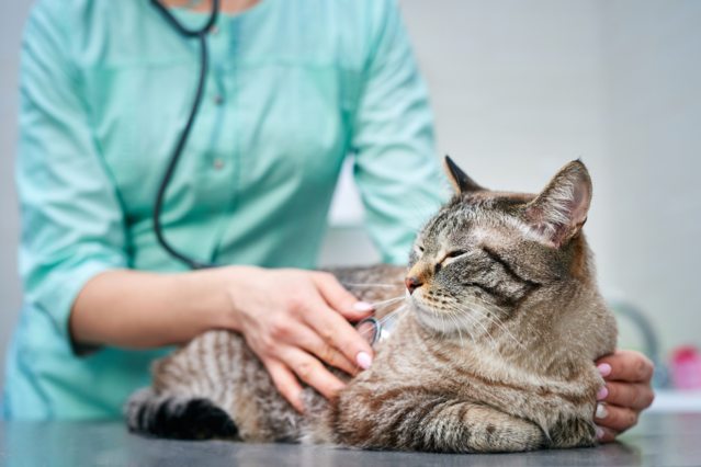 Katze als Helferin in der Forschung: Wie Pepper ein neues Virus entdeckte Aufmacher